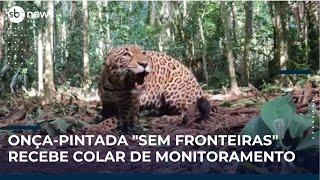 Onça-pintada "sem fronteiras" recebe colar de monitoramento para preservação da espécie