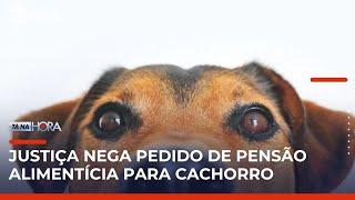 TJ-SP rejeita pedido de pensão para cachorro após divórcio | #TanaHora