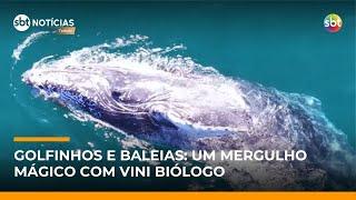 Expedição animal: Baleias gigantes e golfinhos no litoral paulista | #SBTNotícias