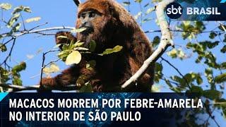 Febre-amarela: 4 macacos morrem em Ribeirão Preto infectados pela doença | SBT Brasil (03/01/25)