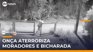 Presença de onça muda rotina de moradores e animais em sítio no Paraná | #SBTNotícias