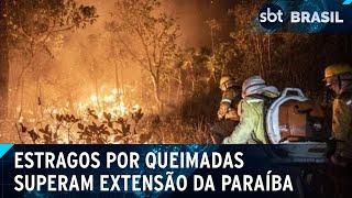 Mapbiomas divulga tamanho dos estragos provocados por queimadas | SBT Brasil (27/09/24)