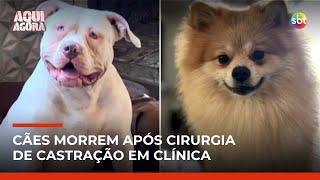 Tutores denunciam clínica veterinária após morte de cães em castração no ABC Paulista | #AquiAgora