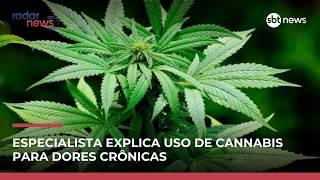 Cannabis tem bons resultados no tratamento para dores crônicas, revela pesquisa | #RadarNews