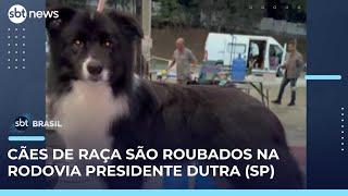 Cães de raça são roubados em assalto na Dutra; treinador foi sequestrado | #SBTBrasil 