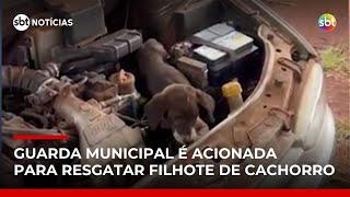 Cachorro é encontrado preso dentro de motor de carro no Paraná | #SBTNoticias