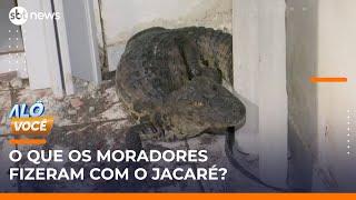 Jacaré invade bairro no Recife e moradores passam a noite com o animal | #AloVoce