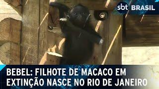 Público de parque escolhe nome de macaca em extinção nascida no Rio | SBT Brasil (21/03/25)