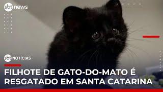 Gato-do-mato raro é encontrado em bairro de Santa Catarina | #SBTNotícias