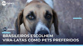 Dia Mundial do Cachorro destaca preferência dos brasileiros por vira-latas | #SBTBrasil 