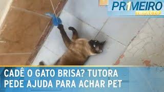 Cadê o Brisa? Tutora pede ajuda para encontrar gato desaparecido em SP | Primeiro Impacto (02/01/25)