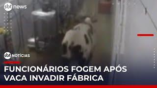 Vaca invade fábrica e assusta funcionários no Ceará | #SBTNoticias 1ª Edição