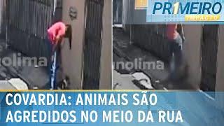 SP: Homem é flagrado agredindo e chutando gatos na rua no Butantã | Primeiro Impacto (30/01/25)