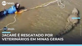 Veterinários resgatam jacaré ferido por arpões, em Lagoa Santa (MG) | #SBTBrasil 