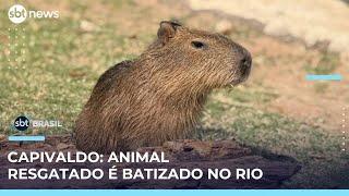 Capivara resgatada ganha nome escolhido pelo público: conheça Capivaldo | #SBTBrasil 