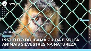 PF combate tráfico de animais silvestres e resgata aves no Rio de Janeiro | #SBTBrasil 