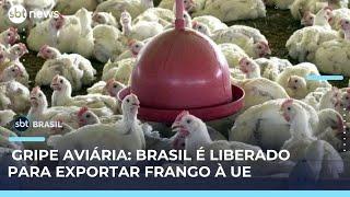 União Europeia reconhece Brasil como livre de gripe aviária, diz ministro | #SBTBrasil 