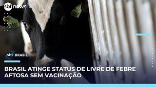 Brasil ganha selo internacional de livre de febre aftosa sem vacinação | SBT Brasil (29/05/25)