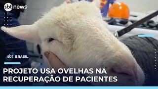 Projeto leva ovelhas a hospitais de Curitiba para ajudar na recuperação de pacientes | #SBTBrasil