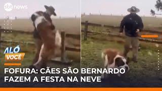 Cães da raça São Bernardo se divertem na neve na Serra Gaúcha | #AlôVocê (30/05/25)