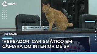 Lelo, o gato, vira mascote oficial e “rouba a cena” na Câmara de Votuporanga (SP) | #SBTBrasil