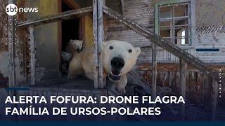 Ursos polares ocupam casa abandonada na Rússia; veja vídeo | #SBTNews