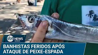 Cardume de peixe-espada ataca e fere banhistas em Rio das Ostras (RJ) | #SBTNews Manhã (23/01/25)