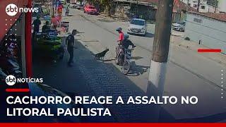 Cachorro reage a assalto após arma de criminoso falhar no Guarujá | #SBTNoticias