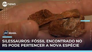 Fóssil encontrado em museu na UFRGS pode pertencer a espécie anterior aos dinossauros | #SBTBrasil 