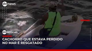 Pescador resgata cachorro que estava perdido no mar | #SBTNoticias