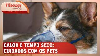 Especialistas dão dicas de cuidado da saúde dos pets no tempo seco | Chega Mais Notícias (12/09/24)