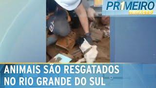 Cão soterrado e cavalos ilhados pelas enchentes são resgatados no RS | Primeiro Impacto (21/05/24)