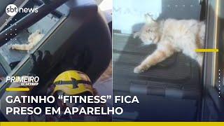 “Gatinho fitness” fica preso em aparelho de academia | Primeiro Impacto (21/05/25)