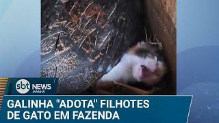 Parece filme: Galinha “adota” ninhada de gatinhos em fazenda | #SBTNews Manhã (22/04/25)