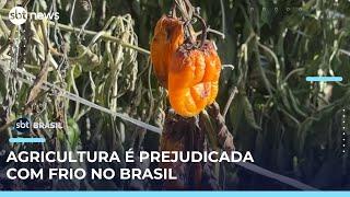 Preços sobrem com frio intenso e colocam lavouras em risco | #SBTBrasil 