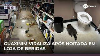 Guaxinim invade loja de bebida, fica bêbado e vira celebridade nos EUA | #MapaMundi
