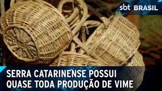 Produção de vime é concentrada em um único estado brasileiro | SBT Brasil (16/10/24)