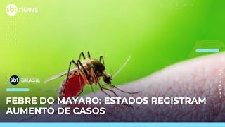 Acre, Amazonas e Roraima registram aumento de casos de febre do Mayaro | SBT Brasil (24/05/25)