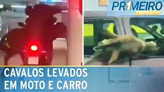 Maus-tratos: Cavalos são transportados em moto e dentro de carro | Primeiro Impacto (26/11/24)