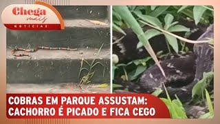 Cobras em parque preocupam frequentadores; cachorro foi picado | Chega Mais Notícias (04/12/24)