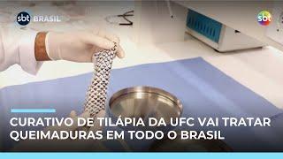 Curativo de pele de tilápia será produzido em larga escala e distribuído a hospitais