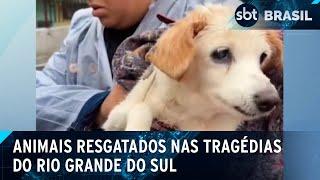 Cães continuam "nadando" após resgates em tragédia no RS | SBT Brasil (13/05/24)