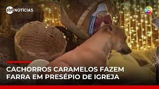 Cachorros caramelo conquistam a internet depois de 'tomar conta' de presépio em MG | #SBTNotícias