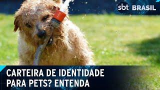 Pets terão carteira de identidade nacional em 2025; saiba como fazer | SBT Brasil (03/01/25)