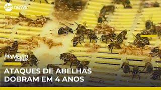 Homem morre após picadas de abelhas; ataques dobraram em 4 anos | Primeiro Impacto (15/05/25)