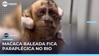 Fêmea de macaco-prego baleada no Rio fica paraplégica e mobiliza moradores | #SBTBrasil 