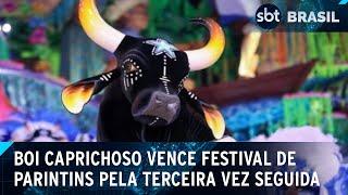 Tricampeão: Boi Caprichoso é vencedor do Festival de Parintins 2024 | SBT Brasil (01/07/24)