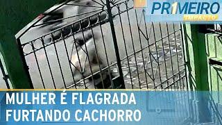 Mulher rouba cachorra em frente a casa de tutores no litoral de SP | Primeiro Impacto (22/11/24)