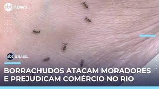 Surto de borrachudos provoca alergias e prejuízos ao comércio do Rio de Janeiro | #SBTBrasil 