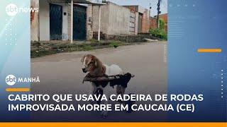 Morre “Frederico”, cabrito que usava cadeira de rodas improvisada com canos de PVC  | #SBTManhã